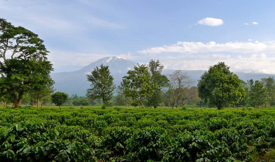 Tanzanian Peaberry
