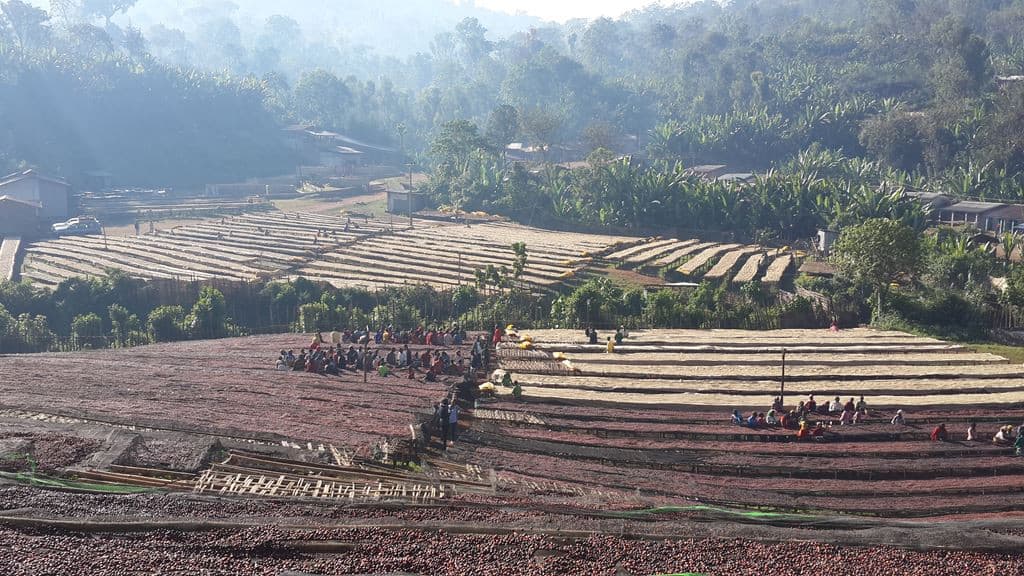 Ethiopian Yirgacheffe