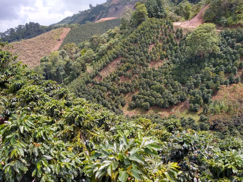 Colombian Tolima Suave